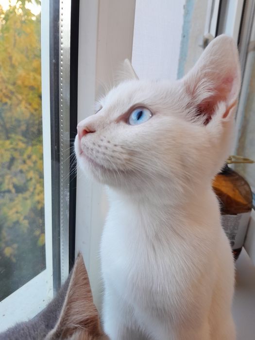 Отдам в добрые руки, котик 9 мес