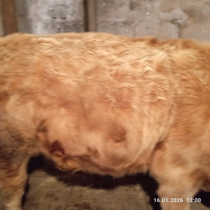 Продам двух быков с откорма!