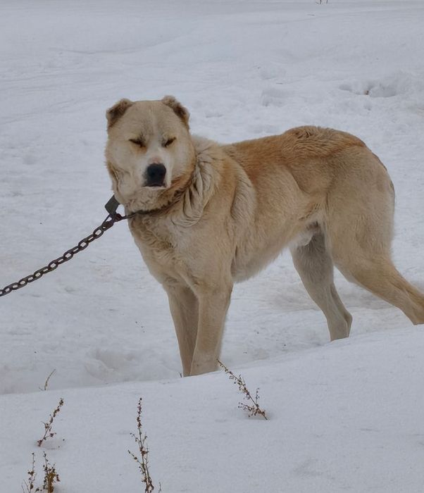 Отдам в хорошие руки