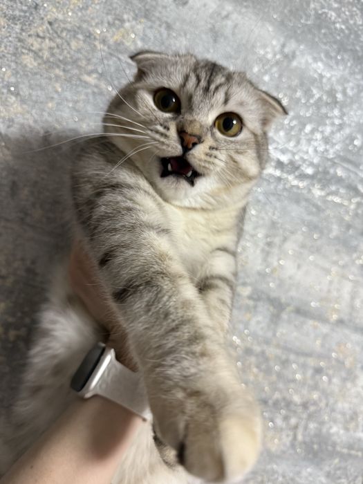 Отдам кошечку в хорошие руки