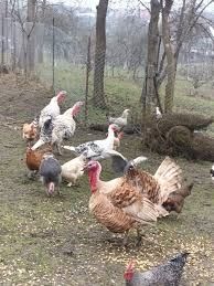 Vand curci si curcani