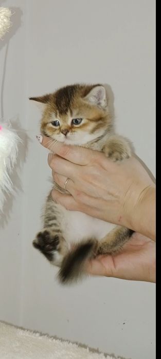 Роскошные Скоттиш Страйт и Фолд котята мальчики