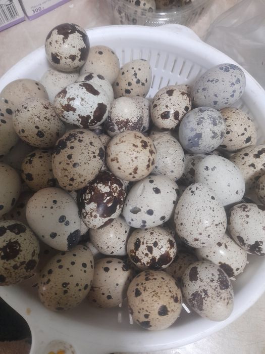 Перепилиные яйцо