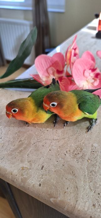 Papagali agapornis pui