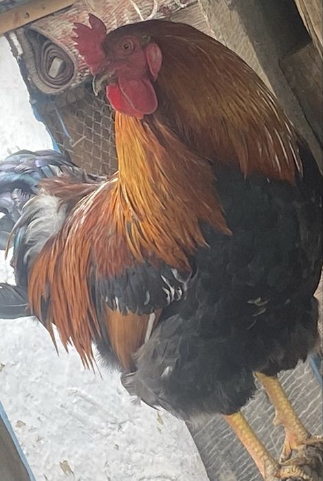 Продам петушкош Брам!