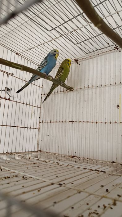 Попугай продаются пара один чек один в августе чех самец самка волнист