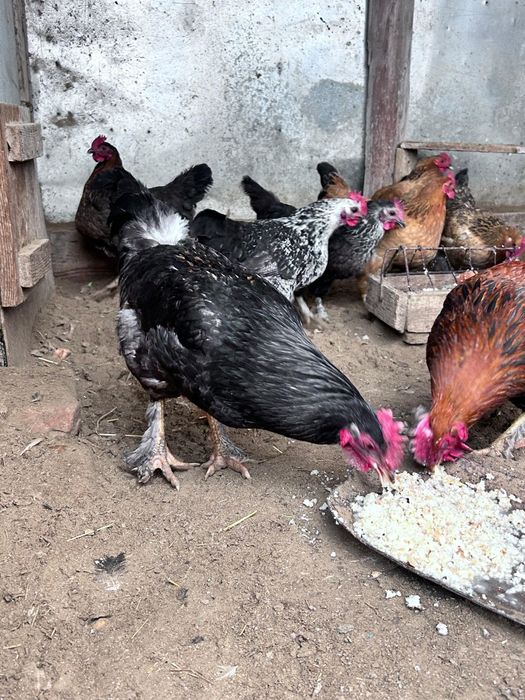 Әтеш сатылады кучин домашний