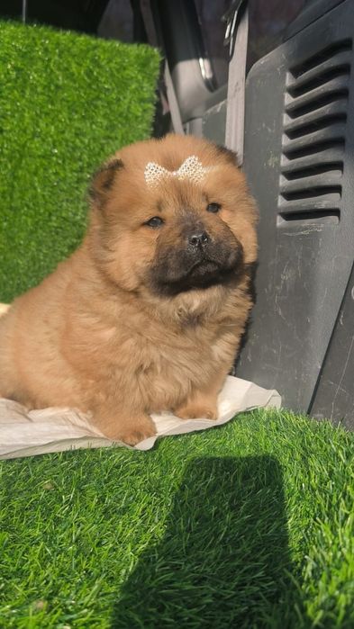 Профессиональный питомник предлогает щенков разных пород