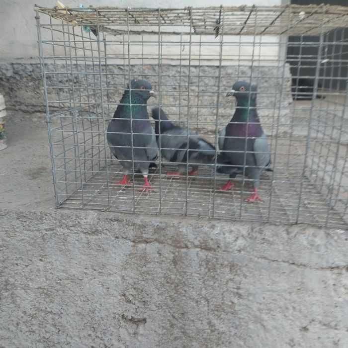 Сизи 2 чубати самец лиси самка