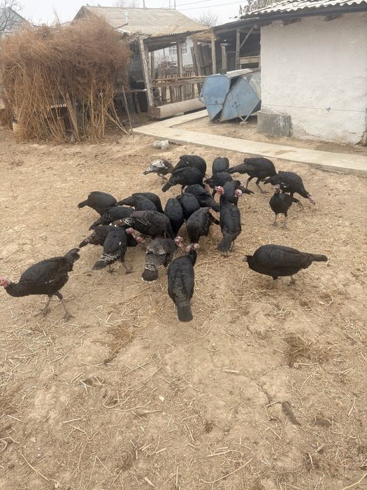 Продаётся Ундюки