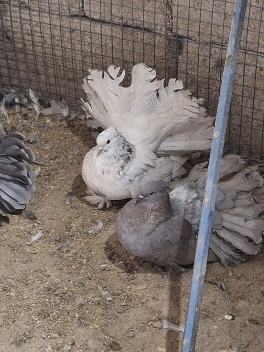 Indieni Voltati indieni