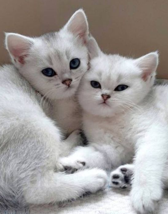 Котята Драгоценных Окрасов Алматы