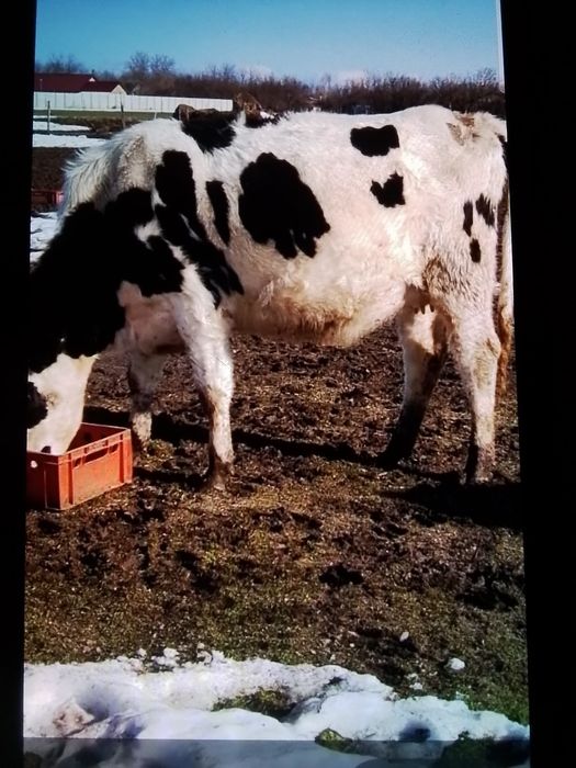 Vând junici gestante și una care abia a fătat un vițel frumos.