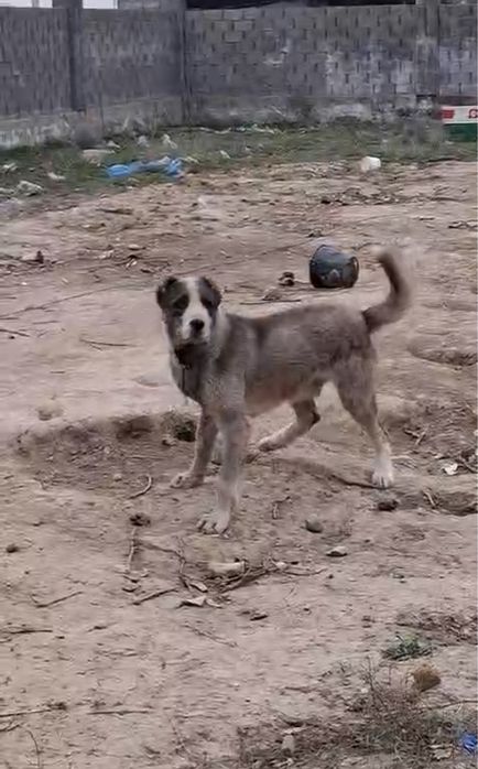 Таза қанда алабай төбет сатылады