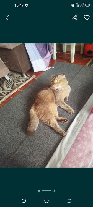 Кошка скотииш  фолд