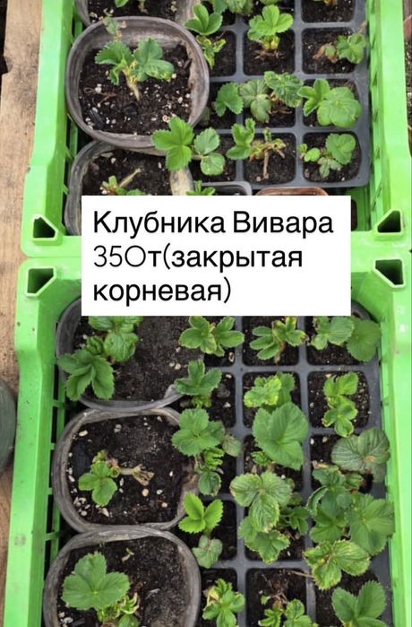 Местные садовые растения