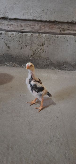 O shamo jo'jalar sotiladi