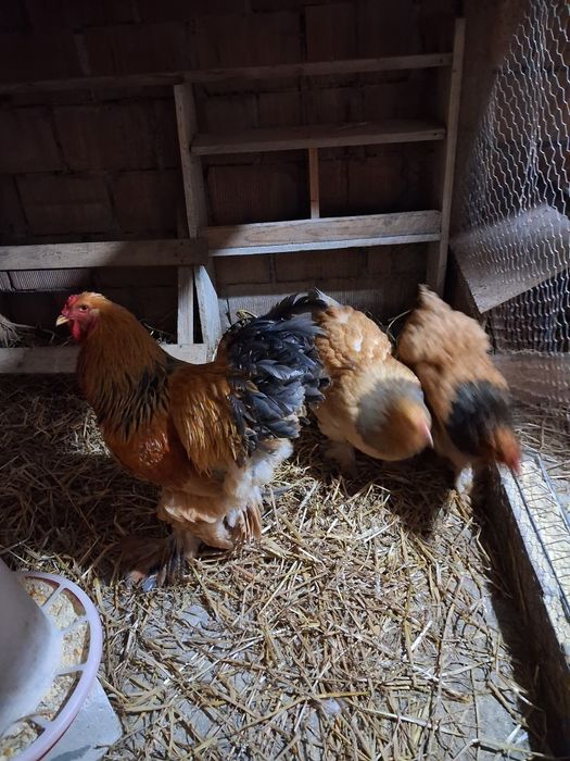 Vand oua incubatie brahma columbia /albastru