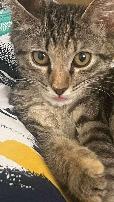 Продаю Котёнка девочка