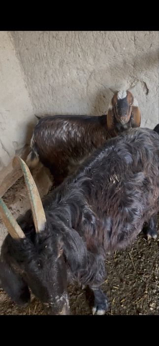 Она Бола Эчкилар сотилади