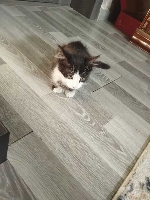 котенок бесплатно мальчик