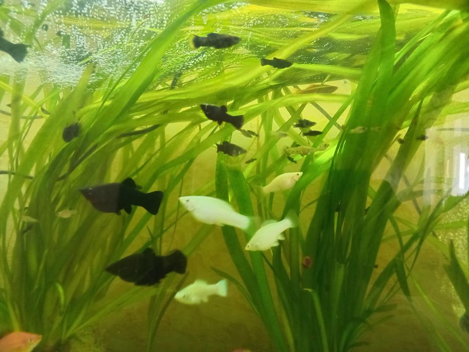 Аквариум балықтары сатылады