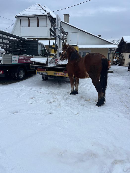 Vand mânz de 1 an si 8 luni
