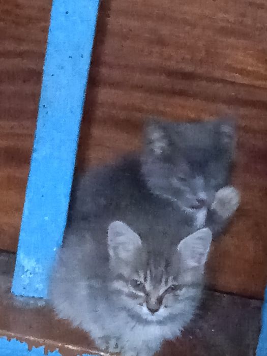 Отдам бесплатно Котят