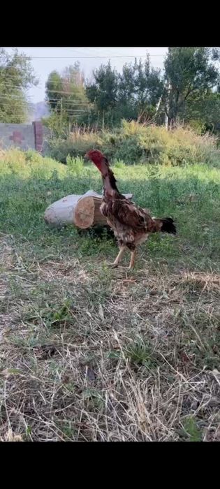 Бойцовский тауык и кораз