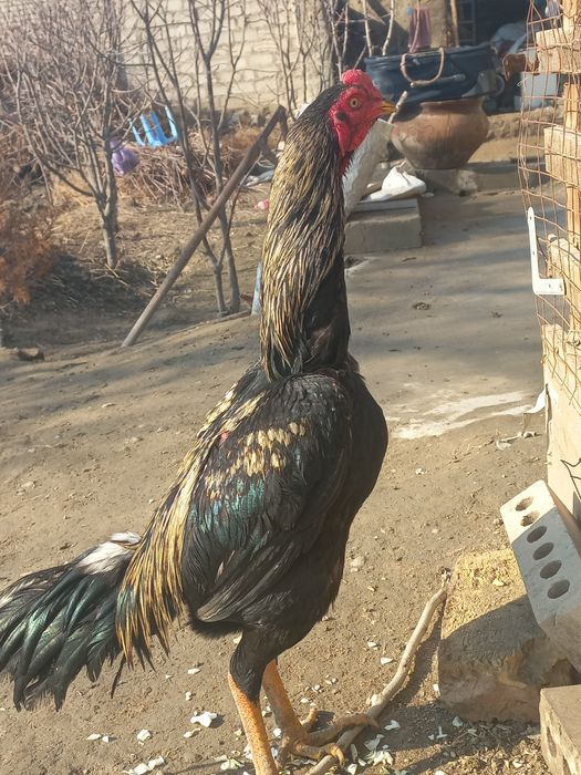 Куланги ёш соғлом