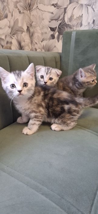 Шотландские котята