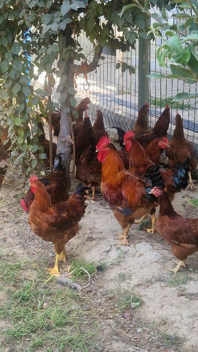 Hanhyap korea (корейский ханхяп) horozlar va tovuqlar