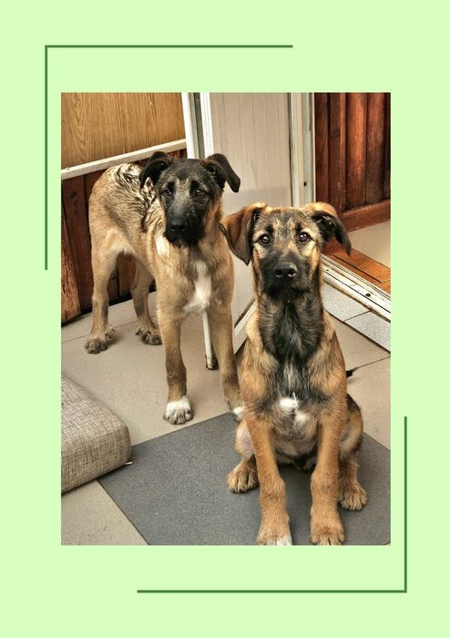 Дворянчики подростки  ищут хозяина!