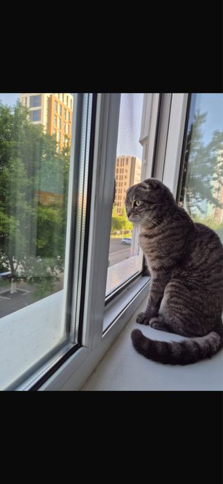 Кот в добрые руки