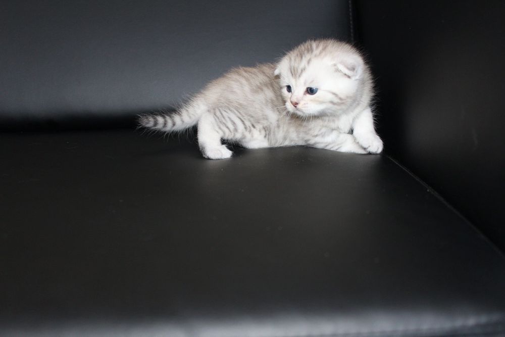 Животные, веслоухие