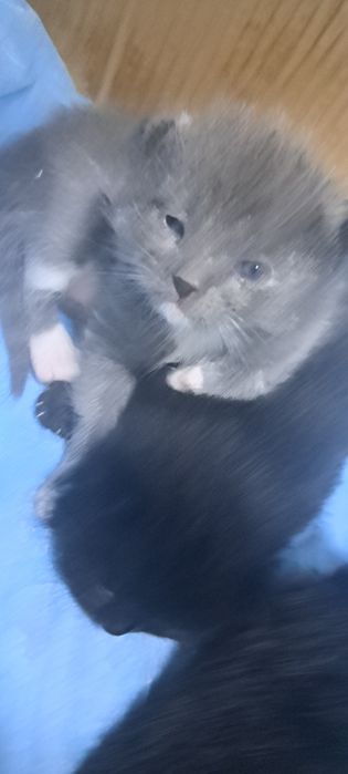 Отдам котят 1 мес