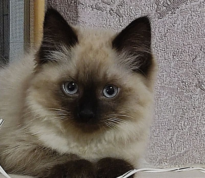 Продается котенок Породы Балинез