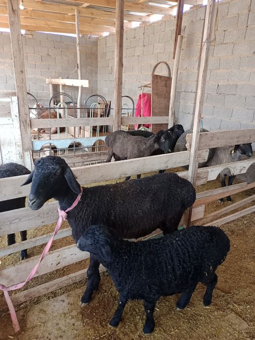 Козылы кой сатылады срочно