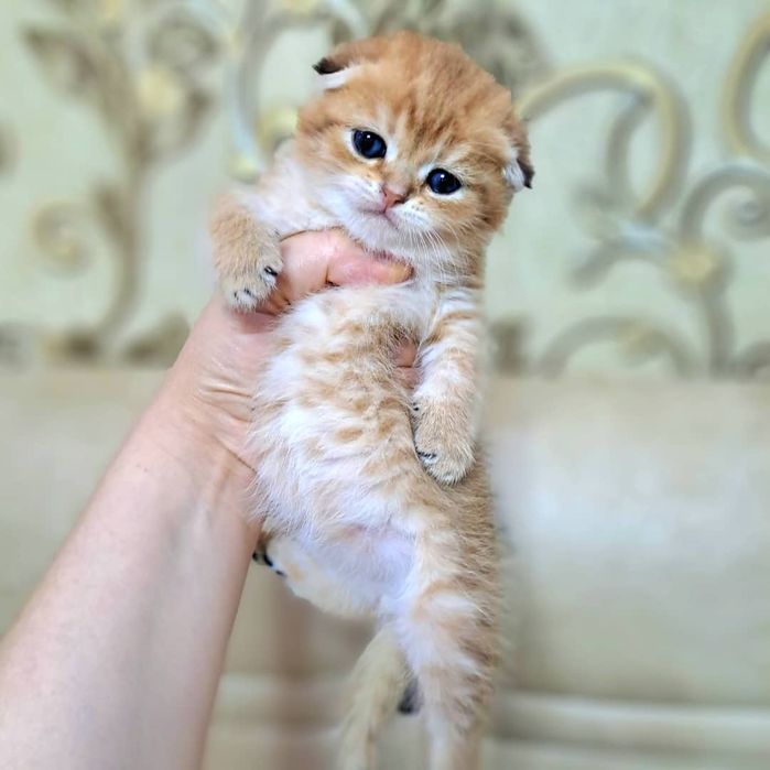 Котёнок от правильной вязки