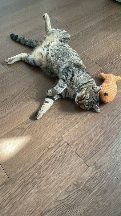 Кошечку в добрые руки