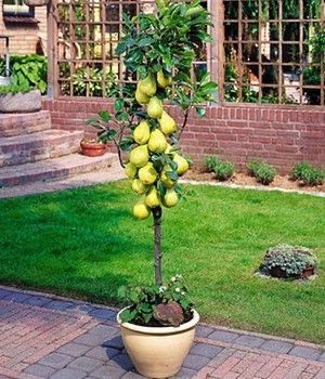 Pomi fructiferi columnari speciali pt spatii restranse