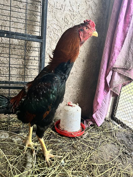 Дакан түлек қораз