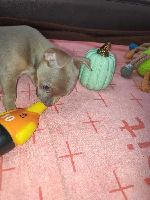 Крошки с ладошку ищут родителей