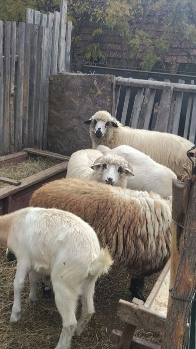 De vânzare 2 ieduta sau schimb cu o mieluta!!