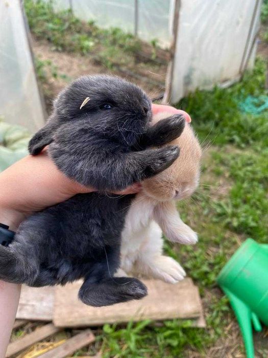 Iepurași de companie Berbec German Pitic