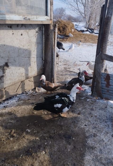 Индоутки по 6500