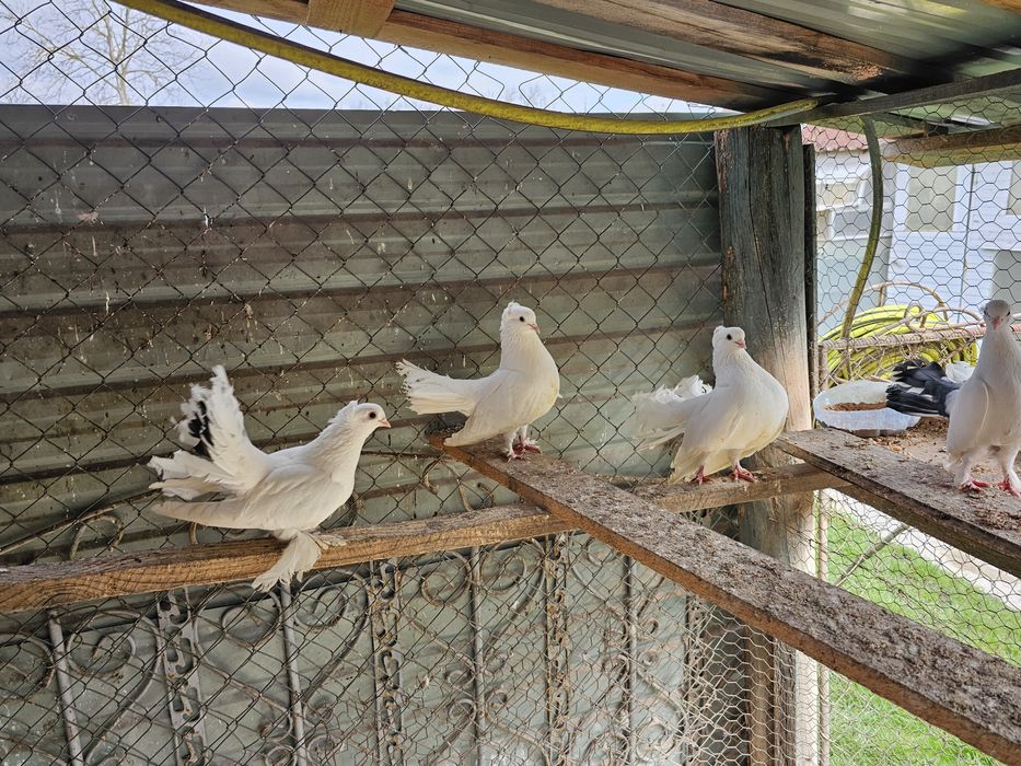 Vand porumbei mix cu siberieni si o pereche rolleri de Cluj