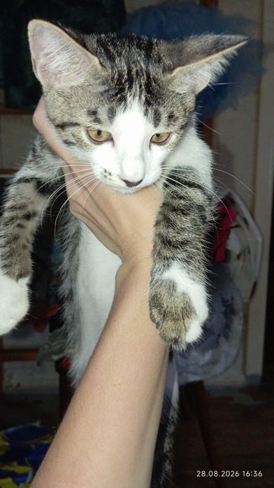 Отдам котёнка в добрые руки