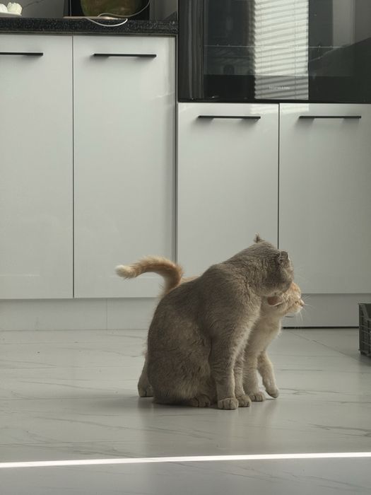 Mushuk sotiladi malochniy /1 ta o’gil