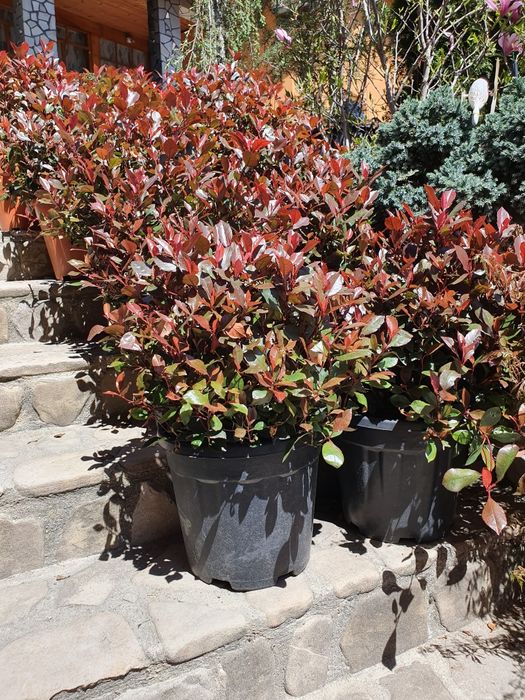 Plante ornamentale